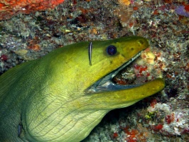 Green Moray at Cleaning Station IMG 3056